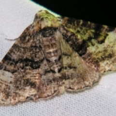 Aporoctena scierodes (Buff-tinted Geometrid) at Sheldon, QLD - 14 Aug 2007 by PJH123