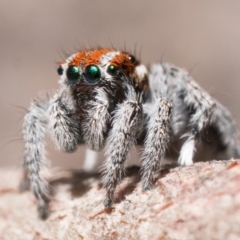 Maratus calcitrans (Kicking peacock spider) at Canberra Central, ACT - 22 Sep 2023 by patrickcox