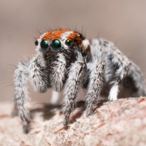 Maratus calcitrans at Canberra Central, ACT - 22 Sep 2023