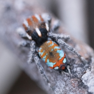 Maratus calcitrans at Canberra Central, ACT - 22 Sep 2023