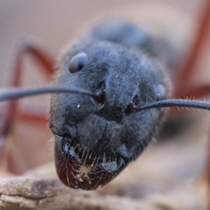 Camponotus suffusus at Canberra Central, ACT - 22 Sep 2023