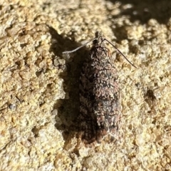 Isochorista (genus) (A Tortricid moth) at Acton, ACT - 22 Sep 2023 by Pirom