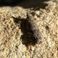 Isochorista (genus) at Acton, ACT - 22 Sep 2023 02:10 PM