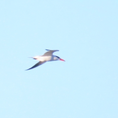 Hydroprogne caspia (Caspian Tern) at Fyshwick, ACT - 22 Sep 2023 by BenW