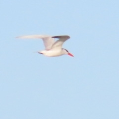 Hydroprogne caspia at Fyshwick, ACT - 22 Sep 2023