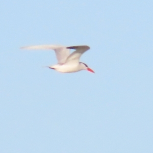 Hydroprogne caspia at Fyshwick, ACT - 22 Sep 2023