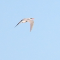 Hydroprogne caspia at Fyshwick, ACT - 22 Sep 2023