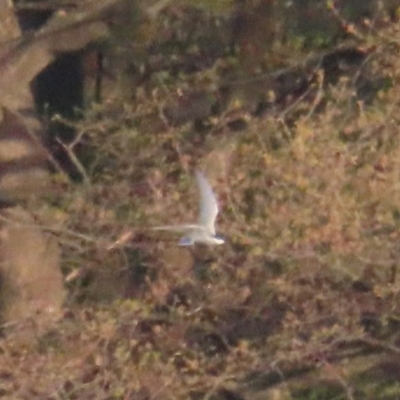 Chlidonias hybrida (Whiskered Tern) at Fyshwick Sewerage Treatment Plant - 22 Sep 2023 by BenW