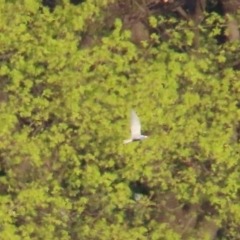 Chlidonias hybrida at Fyshwick, ACT - 22 Sep 2023