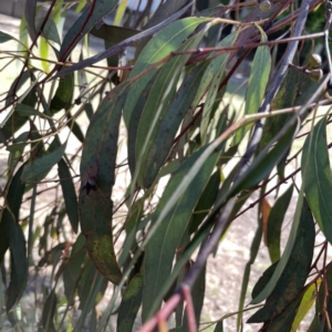 Eucalyptus insect gall at Russell, ACT - 22 Sep 2023