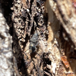 Mutillidae (family) at Russell, ACT - 22 Sep 2023