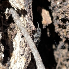 Mutillidae (family) at Russell, ACT - 22 Sep 2023