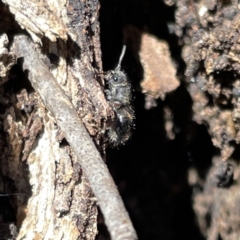 Mutillidae (family) at Russell, ACT - 22 Sep 2023