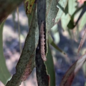 Hypertrophidae sp. (family) at Campbell, ACT - 22 Sep 2023