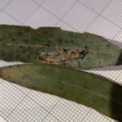 Hypertrophidae sp. (family) at Campbell, ACT - 22 Sep 2023