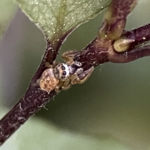 Opisthoncus sp. (genus) at Braddon, ACT - 22 Sep 2023