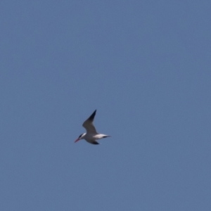 Hydroprogne caspia at Fyshwick, ACT - 22 Sep 2023