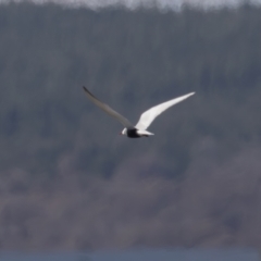 Chlidonias hybrida (Whiskered Tern) at Fyshwick Sewerage Treatment Plant - 22 Sep 2023 by rawshorty