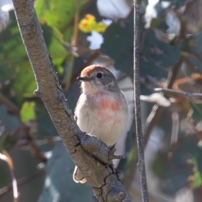 Petroica goodenovii (Red-capped Robin) at Belconnen, ACT - 22 Sep 2023 by rawshorty