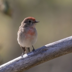 Petroica goodenovii at Belconnen, ACT - 22 Sep 2023