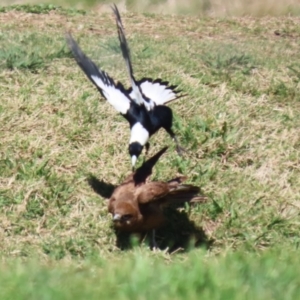 Falco berigora at Fyshwick, ACT - 22 Sep 2023