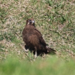 Falco berigora at Fyshwick, ACT - 22 Sep 2023