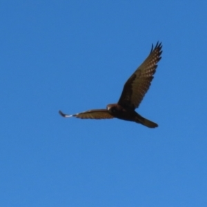 Falco berigora at Fyshwick, ACT - 22 Sep 2023 01:27 PM