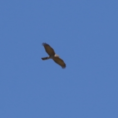 Tachyspiza fasciata (Brown Goshawk) at Fyshwick, ACT - 22 Sep 2023 by RodDeb