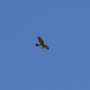 Accipiter fasciatus at Fyshwick, ACT - 22 Sep 2023