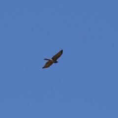 Accipiter fasciatus at Fyshwick, ACT - 22 Sep 2023