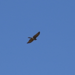 Accipiter fasciatus at Fyshwick, ACT - 22 Sep 2023