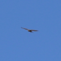 Accipiter fasciatus at Fyshwick, ACT - 22 Sep 2023