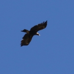 Aquila audax (Wedge-tailed Eagle) at Fyshwick, ACT - 22 Sep 2023 by RodDeb