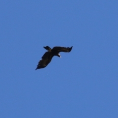 Aquila audax at Fyshwick, ACT - 22 Sep 2023 01:36 PM