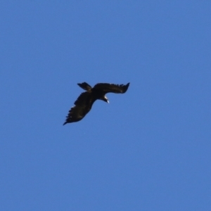 Aquila audax at Fyshwick, ACT - 22 Sep 2023 01:36 PM