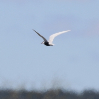 Chlidonias hybrida (Whiskered Tern) at Fyshwick Sewerage Treatment Plant - 22 Sep 2023 by RodDeb