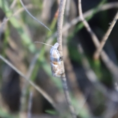 Heliocosma (genus) (A Tortricid moth) at Mongarlowe River - 22 Sep 2023 by LisaH