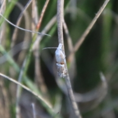 Heliocosma (genus) at Mongarlowe, NSW - suppressed