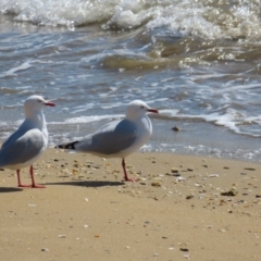 Chroicocephalus novaehollandiae (Silver Gull) at Batemans Bay, NSW - 21 Sep 2023 by MatthewFrawley