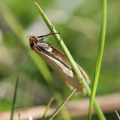 Philobota xiphostola at Mongarlowe, NSW - 22 Sep 2023 by LisaH