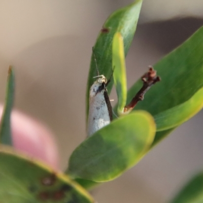 Philobota xiphostola at Mongarlowe, NSW - 22 Sep 2023 by LisaH