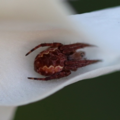 Salsa fuliginata (Sooty Orb-weaver) at Mongarlowe, NSW - 22 Sep 2023 by LisaH