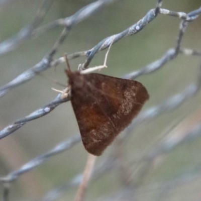 Uresiphita ornithopteralis (Tree Lucerne Moth) at Mongarlowe River - 22 Sep 2023 by LisaH