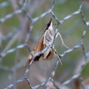 Uresiphita ornithopteralis at Mongarlowe, NSW - suppressed