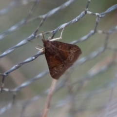 Uresiphita ornithopteralis at Mongarlowe, NSW - suppressed