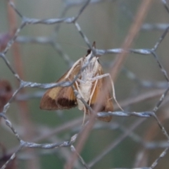 Uresiphita ornithopteralis at Mongarlowe, NSW - suppressed