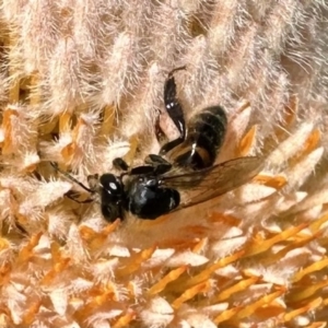 Apis mellifera at Acton, ACT - 22 Sep 2023