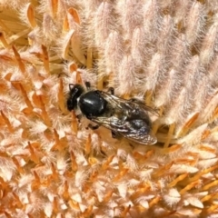 Apis mellifera at Acton, ACT - 22 Sep 2023 01:45 PM