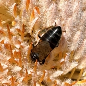 Apis mellifera at Acton, ACT - 22 Sep 2023