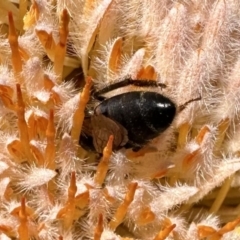 Apis mellifera at Acton, ACT - 22 Sep 2023